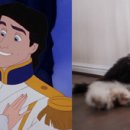 파트라슈 이미지