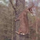바라