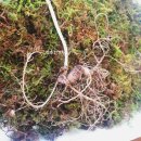 장수건강원 이미지