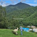 강원사슴목장 이미지