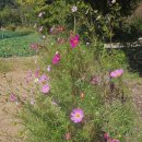 (화요산행)월류봉 트레킹 &amp; 인삼축제 이미지