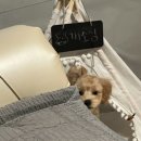 헬로도그맘 이미지