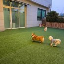 햇살그린발전소 701호 | 🌙 햇살 가득! 아이와 함께 즐기는 운정 구름이 그린 달빛 애견호텔 🌙