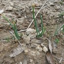 부실농장 이미지