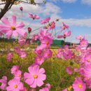 코스모스농원 이미지