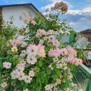 필립스(장미) 이미지