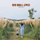 남산리 하우스 | 창원 팜파스 군락지 동읍 남산마을 가을 9월 가볼만한 곳