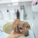 러비도기 이미지