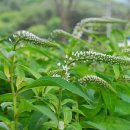 약이 되는 산야초 이미지