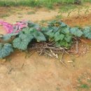 영미민박 이미지