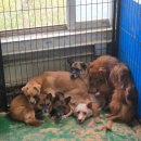 댕댕이블루스 | 안성 유기견보호소 동물사랑세상 유기견봉사 후기