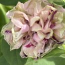 (주)하나마이 이미지