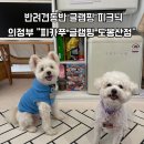 서울YMCA다락원캠프장 | 서울근교 반려견동반 글램핑 피카푸 피크닉앤글램핑 도봉산점 내돈내산 후기
