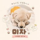 [입양완료]미자~입니다🐶 이미지
