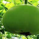 신기한농장 이미지