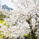 3말4초 도쿄의 봄이 기다려지는 이유, 도쿄 벚꽃 명소 4 이미지