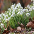 스노우드롭 이미지