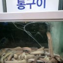 에너지산곰장어 이미지