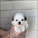 천안 강아지분양 고양이분양 파라다이스펫본점 네이버블로그