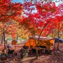 예그리나 이미지