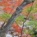 지리산 피아골-노고단-화엄사 단풍산행 이미지