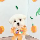 꽃단장 애견미용실 이미지