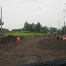 영평조록나무 이미지