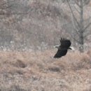 천막꼬리 이미지