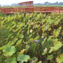 회산백련지 관리사무소 | 물위에 피는 요정 수련이 활짝핀 동양 최대의 백련자생지 회산백련지 오토캠핌장 전남 무안여행