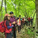 봉화 청옥산명품숲길 (운영자일동) 발리1 이미지