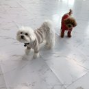 한강펫케어센터 | 감일애견유치원 한강펫케어센터 뛰뛰 좋아하는 친구들 모여라!