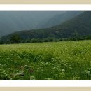 아우라지역 이미지