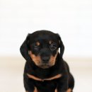 Dear My Pet 네이버블로그