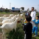 대강초등학교, 대강초교(병설유치원) 이미지