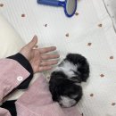 언니네강아지 이미지