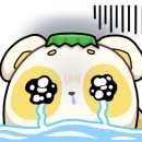 아가마미고양이카페 이미지