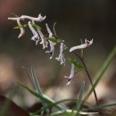 현호색 종류 [Corydalis sp] 이미지