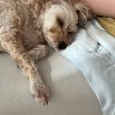 앨리스in동물병원 이미지