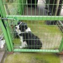 꽃돼지국밥 이미지