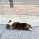 퍼피메이트 안심분양센터 동탄 강아지분양 이미지