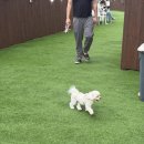 댕스라지 | 용인애견카페 카페댕스 운동장 직접 방문 솔직 후기
