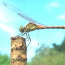 고추잠자리 이미지