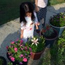 연서 카네이션 이미지