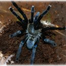 코발트블루 이미지