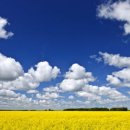 금수강산 이미지