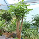 행복나무 이미지