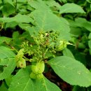 십이폭포로 이미지