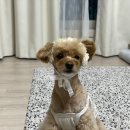 장미헤어센스