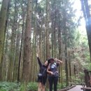 남조로 사려니숲길입구 이미지