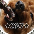 아지&냥이 이미지